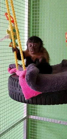 google-approved-diaper-trained-capuchin-marmoset-monkey-whatsapp-me-at-44-7453-907158-big-1