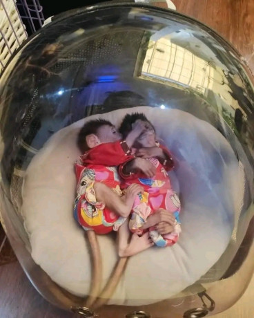 google-approved-diaper-trained-capuchin-marmoset-monkey-whatsapp-me-at-44-7453-907158-big-2