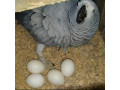 african-grey-and-macaw-parrots-for-sale-whatsapp-me-at-44-7453-907158-small-0