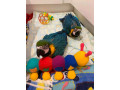 african-grey-and-macaw-parrots-for-sale-whatsapp-me-at-44-7453-907158-small-1