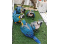 african-grey-and-macaw-parrots-for-sale-whatsapp-me-at-44-7453-907158-small-2