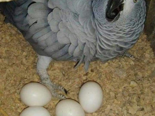 african-grey-and-macaw-parrots-for-sale-whatsapp-me-at-44-7453-907158