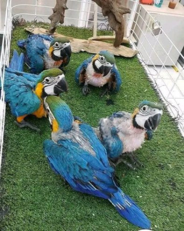 african-grey-and-macaw-parrots-for-sale-whatsapp-me-at-44-7453-907158-big-2