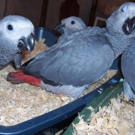 african-grey-and-macaw-parrots-for-sale-whatsapp-me-at-44-7453-907158-big-3