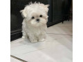 maltese-puppies-for-salewhatsapp-me-at-44-7453-907158-small-1