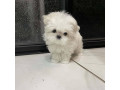 maltese-puppies-for-salewhatsapp-me-at-44-7453-907158-small-2