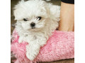 maltese-puppies-for-salewhatsapp-me-at-44-7453-907158-small-3