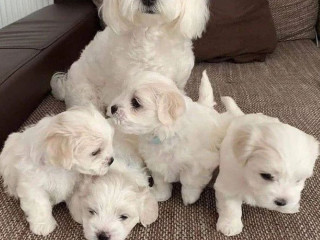 maltese-puppies-for-salewhatsapp-me-at-44-7453-907158