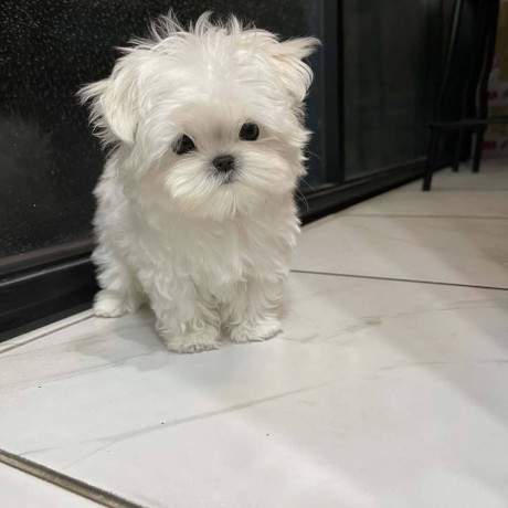 maltese-puppies-for-salewhatsapp-me-at-44-7453-907158-big-1