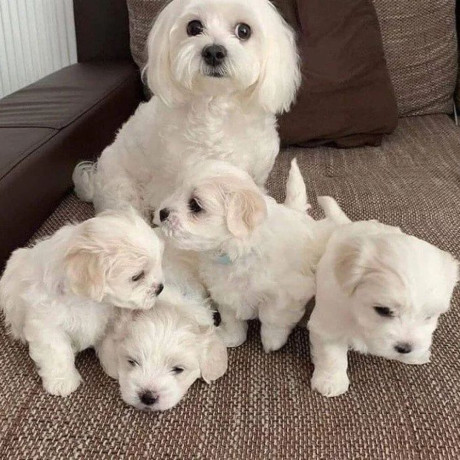 maltese-puppies-for-salewhatsapp-me-at-44-7453-907158-big-0