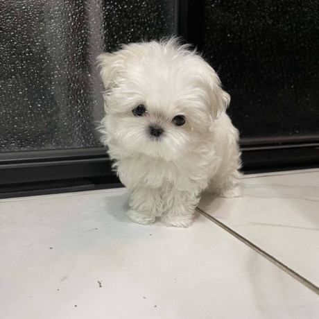 maltese-puppies-for-salewhatsapp-me-at-44-7453-907158-big-2