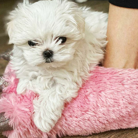 maltese-puppies-for-salewhatsapp-me-at-44-7453-907158-big-3