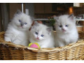 gorgeous-gccf-ragdoll-kittenswhatsapp-me-at-44-7453-907158-small-0