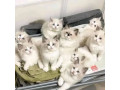 gorgeous-gccf-ragdoll-kittenswhatsapp-me-at-44-7453-907158-small-3