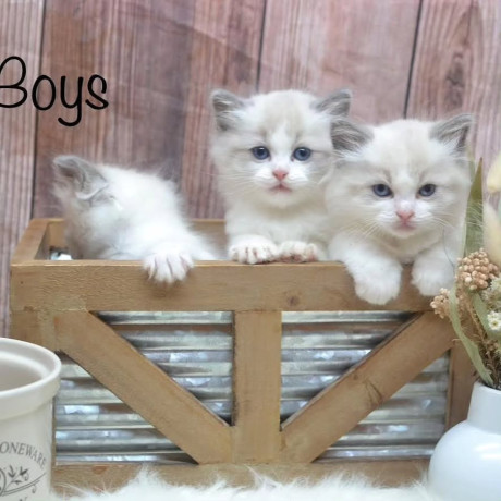gorgeous-gccf-ragdoll-kittenswhatsapp-me-at-44-7453-907158-big-2