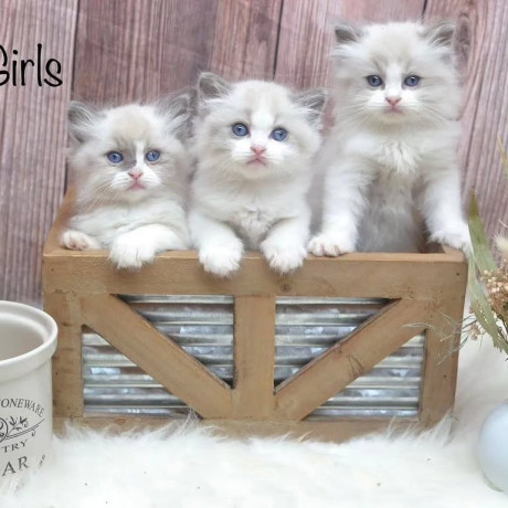 gorgeous-gccf-ragdoll-kittenswhatsapp-me-at-44-7453-907158-big-1