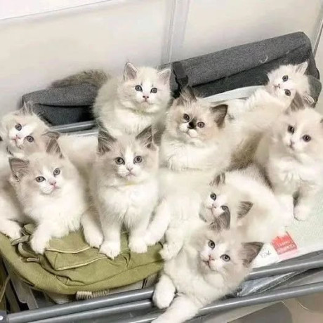 gorgeous-gccf-ragdoll-kittenswhatsapp-me-at-44-7453-907158-big-3