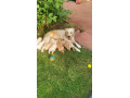 adorable-golden-retriever-puppies-for-sale-small-0