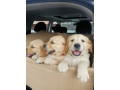 adorable-golden-retriever-puppies-for-sale-small-1