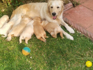 adorable-golden-retriever-puppies-for-sale