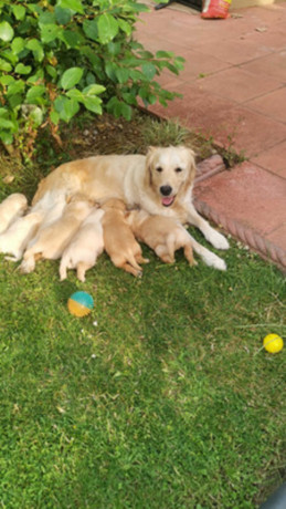 adorable-golden-retriever-puppies-for-sale-big-0