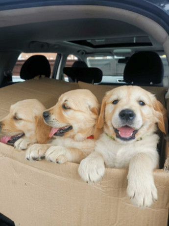 adorable-golden-retriever-puppies-for-sale-big-1