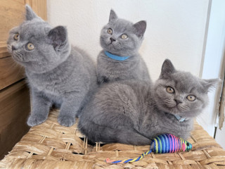 british-shorthair-kittens-ready-now