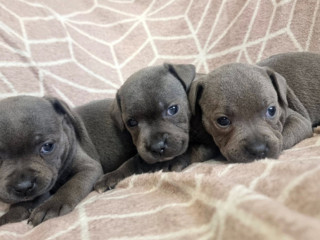stunning-chunky-blue-staffordshire-bull-terrier-puppies-champion-blood-line